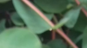 Жимолость высокорослая, анапская. Как ей растется на Юге? )))