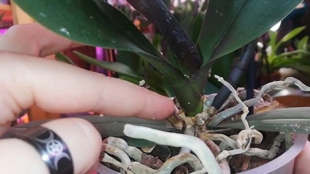 На пне Фаленопсиса растут корни✔️Растим деток из пней Фаленопсиса✔️Канкун дурак сорт смотреть онлайн