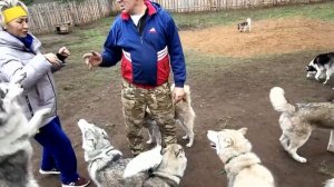 Хаски парк. Бузулукский бор.  19.10.22.  Видео Виктор Поживин