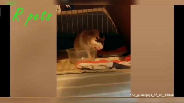 САМЫЕ СМЕШНЫЕ ХОМЯЧКИ И МОРСКИЕ СВИНКИ смотреть онлайн