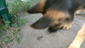 Развитие щенка немецкой овчарки по месяцам