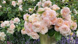 Emily Bronte rose