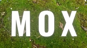 Мох всем поМОХ. Какая польза от мха на участке