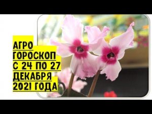 Агрогороскоп с 24 по 27 декабря 2021 года