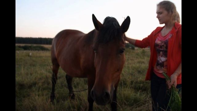 ♡Я и Лошади♡ или за что я люблю свою ❀ дачу ❀. смотреть онлайн