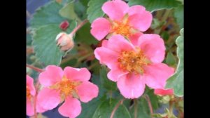 ЗЕМЛЯНИКА (FRAGARIA) сем. Розоцветные