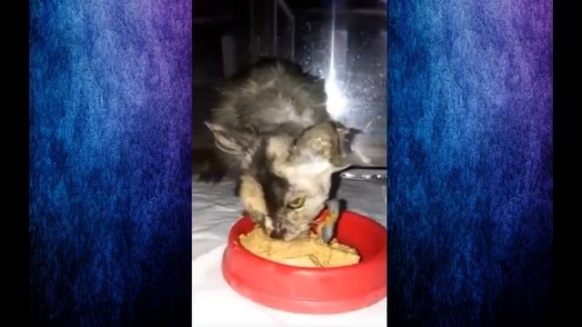 КОТЕНОК ПОПАЛ В ВЕНТИЛЯТОР, ЧТОБЫ ЕГО СПАСТИ ВЕТЕРИНАРЫ ПРИДУМАЛИ ЭТО #СПАСЕНИЕЖИВОТНЫХ