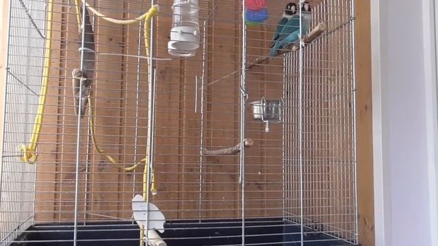 Уход за попугаем смотреть онлайн