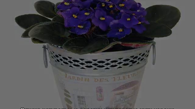 Фитильный полив фиалок — как сделать своими руками смотреть онлайн