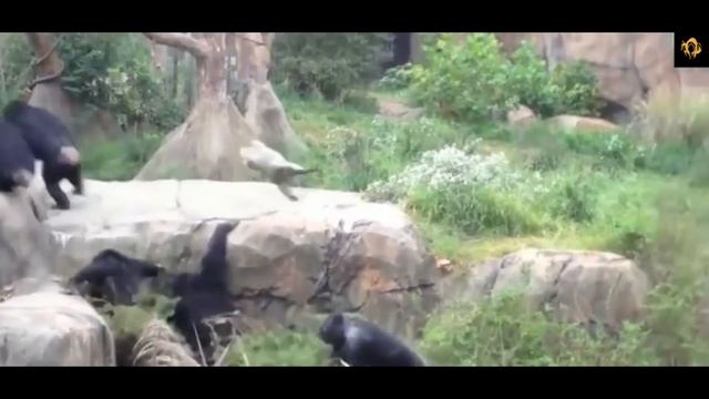 КИНОНАХ. ПЛАНЕТА АБЕЗЬЯН: ГУАНО смотреть онлайн