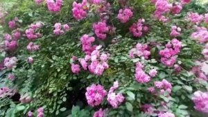 Футаж цветы, релакс отдых, релакс видео природа , звуки птиц , красивые цветы , лето, розы