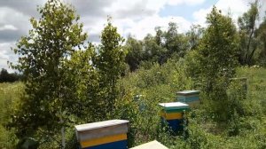 Гибель пчел на рапсе, как избежать? Закрываем улья.