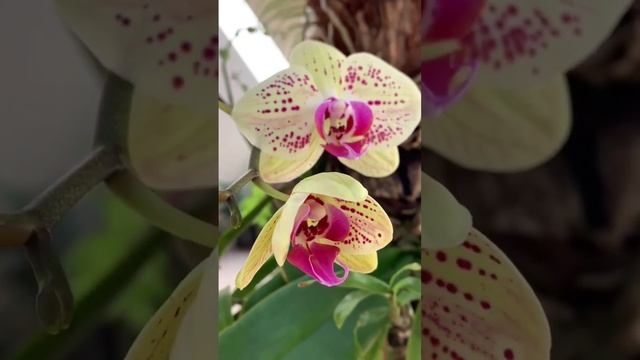 How to Care for Phalaenopsis Amabilis Orchids and Growing Orchids Tips