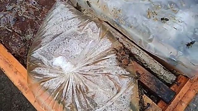 Развитие двух маточнного улья.