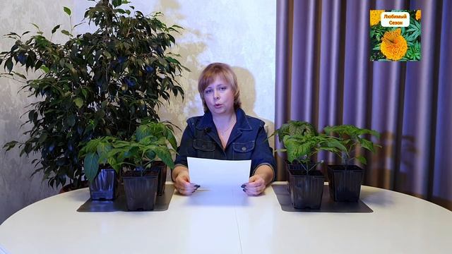 КАК ВЫРАСТИТЬ КРЕПКУЮ, КОРЕНАСТУЮ РАССАДУ.