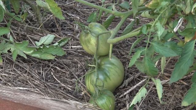 Сидераты. Боремся с сорняками и улучшаем структуру почвы. смотреть онлайн