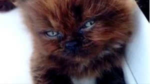 Девушка спасла брошенного котёнка. А спустя год она сильно пожалела!