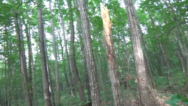 Первые грибы. Сезон открыт... смотреть онлайн