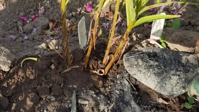 ЛИЛИИ ОТЦВЕЛИ: как обрезать, чем подкормить и обработать от болезней лилии. смотреть онлайн