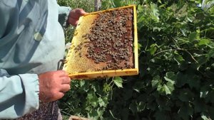 Простой способ хранения маток и как сохранить старых маток