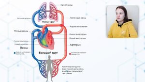 Самое простое и понятное объяснение кругов кровообращения человека за 3 минуты!!!!