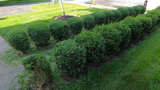 Shaping Bushes Round : AMAZING TRANSFORMATION : SATISFYING TRANSFORMATION Video 2 смотреть онлайн