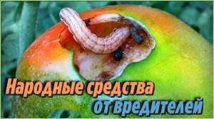 От гусениц на томатах Способ, проще некуда! Дачные Хитрости и полезные советы огороднику