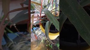 "Хищные"растения.Непентес.