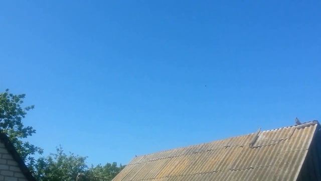 Николаевские голуби? Как тренировать ? Когда лучше начать? Нужны ли подкидки?