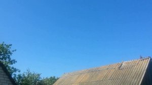 Николаевские голуби? Как тренировать ? Когда лучше начать? Нужны ли подкидки?