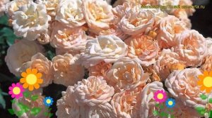 Роза патио Бордюр Накрэ. Краткий обзор, описание характеристик, где купить саженцы Bordure Nacree