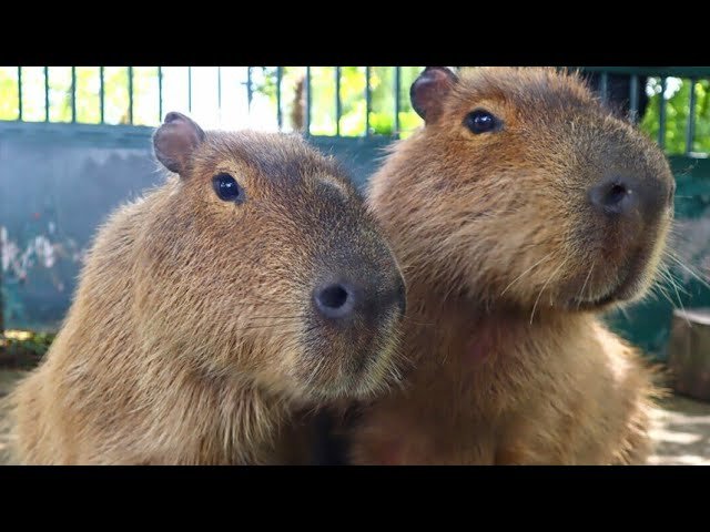 IMG_4519_w Dobby the Capybara