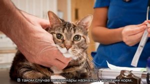 Сахарный диабет у кошек: симптомы и лечение