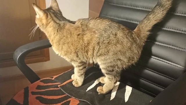 Сколько помнят кошки? Всё о памяти кошек