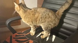 Сколько помнят кошки? Всё о памяти кошек