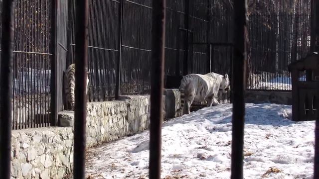 Бенгальский тигренок Теодор 11.04.17 Новосибирский зоопарк смотреть онлайн