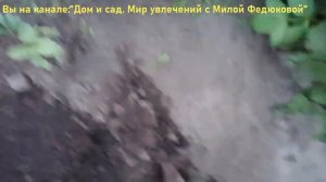 Ранний сорт картофеля. Обзор картофеля сорта колетте