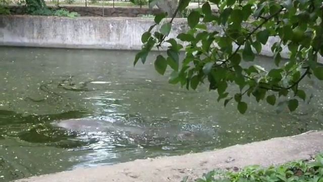 Бегимотиха погружается в воду смотреть онлайн