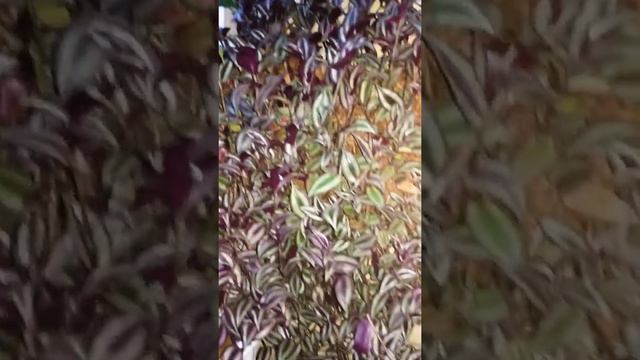 Зебрина традесканция растёт как бешеная !!!