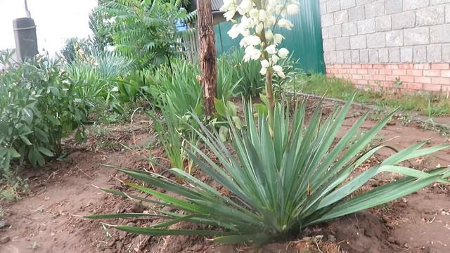 Юкка цветет, Саратовская область 02.07.22 г. смотреть онлайн