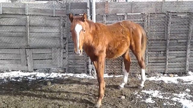 Жеребята. Кормление и обучение жеребят. @Лошади @кони @horse смотреть онлайн