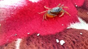 "Громадный " краб на Азовском побережье.