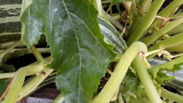 Кабачки для зимнего хранения.Полезно знать! смотреть онлайн