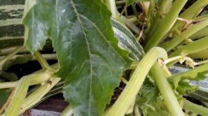 Кабачки для зимнего хранения.Полезно знать!