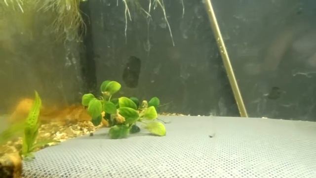 Нерестовик для барбусов Шуберта. Barbus semifasciolatus "Schuberti" spawn tank. смотреть онлайн