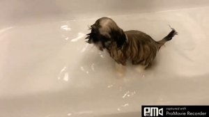 САША КУПАЕТ БЭТТИ | КУПАНИЕ ЩЕНКА ШИ-ТЦУ