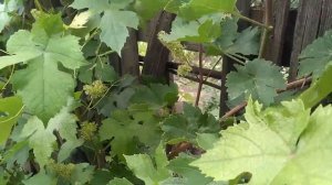 Зацвели Изабельные сорта винограда!Скоро начнётся цветение столовых сортов и ГФ винограда.