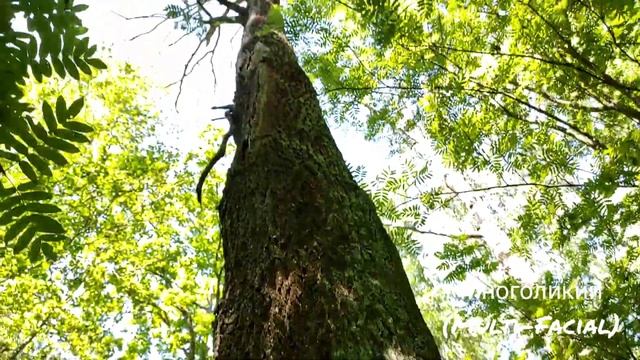 Трутовик серно-желтый метаморфоза из съедобного в несъедобный гриб ? смотреть онлайн