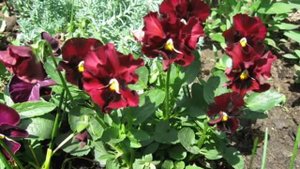 Цветы на даче