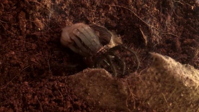 Линька паука-птицееда Brachypelma Albopilosum смотреть онлайн